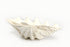 buy giant clam shell